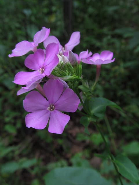 Garden phlox